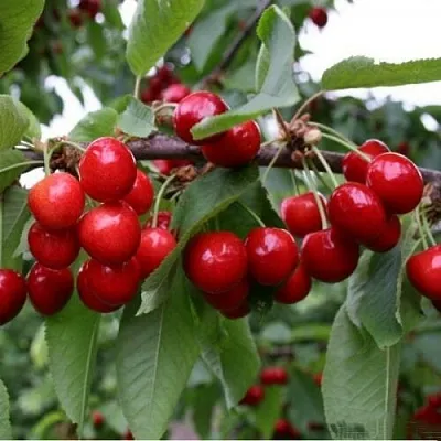 Черешня ДОНЕЦКАЯ КРАСАВИЦА в Новокузнецке