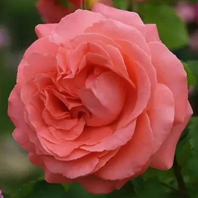 Саженцы роз ДИДИ БРИДЖУОТЕР плетистая  Саженцы роз ДИДИ БРИДЖУОТЕР плетистая в Новокузнецке