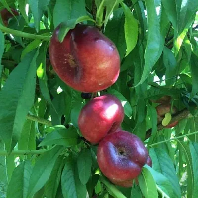 Нектарин ДОНАТ ИНЖИРНЫЙ в Новокузнецке