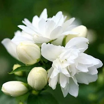 Жасмин ШНЕЕШТРУМ  Жасмин ШНЕЕШТРУМ в Новокузнецке