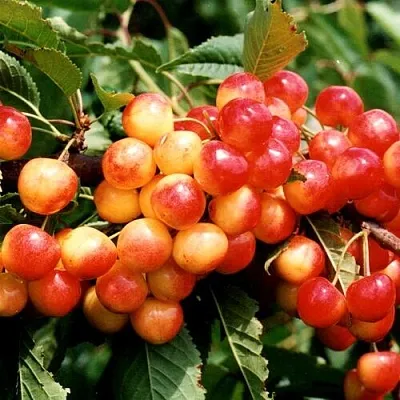 Черешня БЮТТНЕРА КРАСНАЯ в Новокузнецке