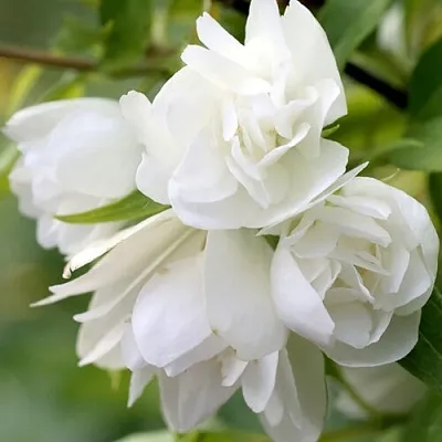 Жасмин МАНТО Д’ЭРМИН  Жасмин МАНТО Д’ЭРМИН в Новокузнецке