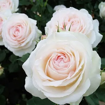 Саженцы роз ПАЛЕ РОЯЛЬ плетистая  Саженцы роз ПАЛЕ РОЯЛЬ плетистая в Новокузнецке