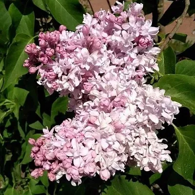 Сирень МИЛОСЕРДИЕ  Сирень МИЛОСЕРДИЕ в Новокузнецке