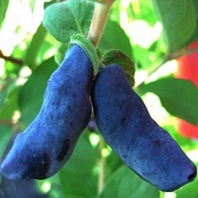 Жимолость съедобная БАКЧАРСКИЙ ВЕЛИКАН  Жимолость съедобная БАКЧАРСКИЙ ВЕЛИКАН в Новокузнецке