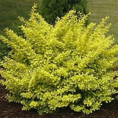 Барбарис АУРЕА тунберга  Барбарис АУРЕА тунберга в Новокузнецке