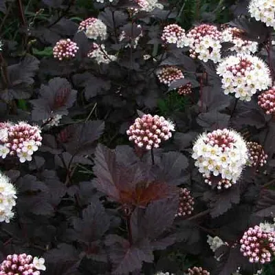 Пузыреплодник ДИАБЛО  Пузыреплодник ДИАБЛО в Новокузнецке