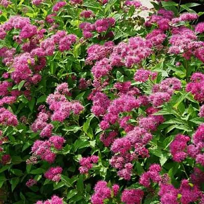 Спирея КРИСПА японская  Спирея КРИСПА японская в Новокузнецке