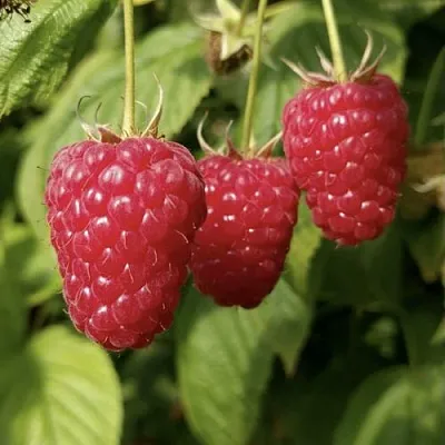 Малина МАПЕМА   Малина МАПЕМА  в Новокузнецке