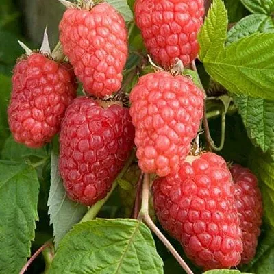 Малина КАСКАД ДЕЛАЙТ в Новокузнецке