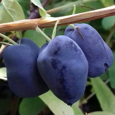 Жимолость съедобная БОРЕАЛ БЬЮТИ (СЕВЕРНАЯ КРАСАВИЦА)  Жимолость съедобная БОРЕАЛ БЬЮТИ (СЕВЕРНАЯ КРАСАВИЦА) в Новокузнецке