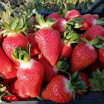 Клубника ЛЮЧИЯ  Клубника ЛЮЧИЯ в Новокузнецке