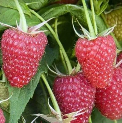 Малина ЕВРАЗИЯ  Малина ЕВРАЗИЯ в Новокузнецке