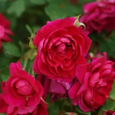 Саженцы роз КВАДРА плетистая  Саженцы роз КВАДРА плетистая в Новокузнецке