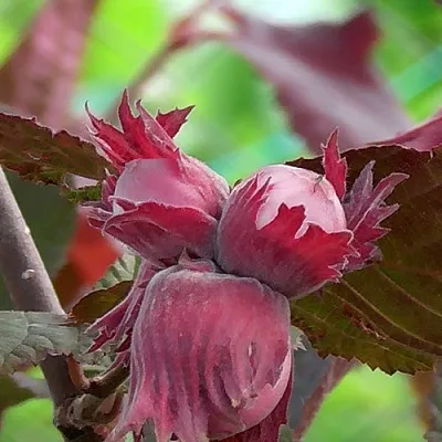 Фундук КАРДИНАЛ в Новокузнецке