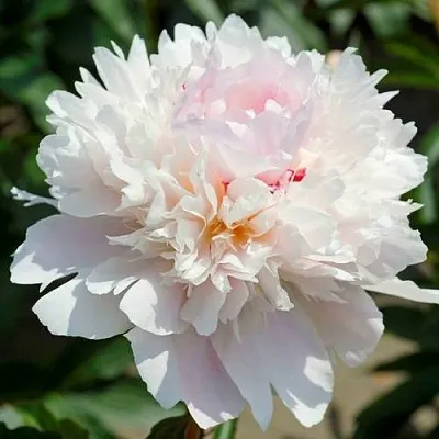 Пион АЛЕРТИ травянистый  Пион АЛЕРТИ травянистый в Новокузнецке