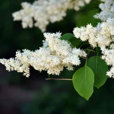 Сирень АМУРСКАЯ в Новокузнецке