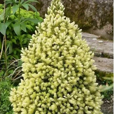 Ель МАЙГОЛД колючая  Ель МАЙГОЛД колючая в Новокузнецке