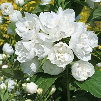 Жасмин махровый  Жасмин махровый в Новокузнецке