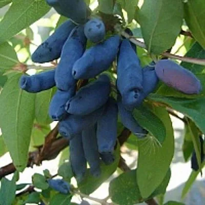 Жимолость съедобная ГОРДОСТЬ БАКЧАРА  Жимолость съедобная ГОРДОСТЬ БАКЧАРА в Новокузнецке