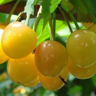 Черешня ЯНТАРНАЯ в Новокузнецке