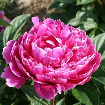 Пион СЕБАСТЬЯН МААС травянистый  Пион СЕБАСТЬЯН МААС травянистый в Новокузнецке