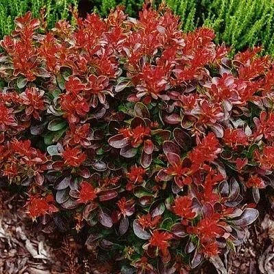 Барбарис КАРМЕН тунберга  Барбарис КАРМЕН тунберга в Новокузнецке