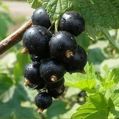 Смородина черная ПИГМЕЙ в Новокузнецке