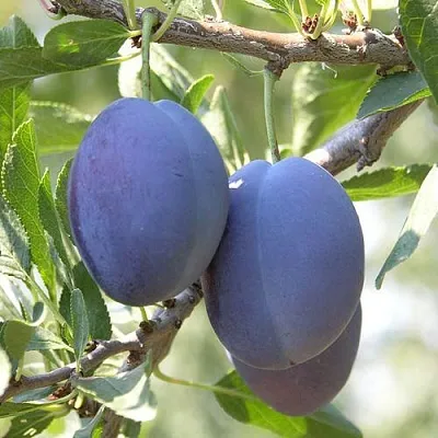 Слива СТЭНЛИ в Новокузнецке