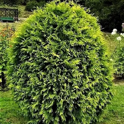 Туя ТИП ТОП западная в Новокузнецке