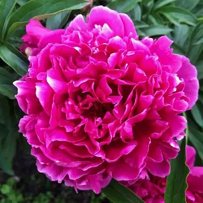 Пион КАРЛ РОЗЕНФЕЛЬД травянистый  Пион КАРЛ РОЗЕНФЕЛЬД травянистый в Новокузнецке