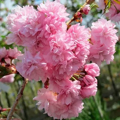 Сакура КИКУ ШИДАРЕ  Сакура КИКУ ШИДАРЕ в Новокузнецке