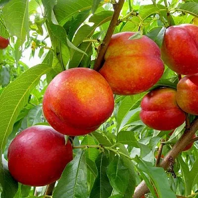 Нектарин ХАРБЛЕЙЗ в Новокузнецке