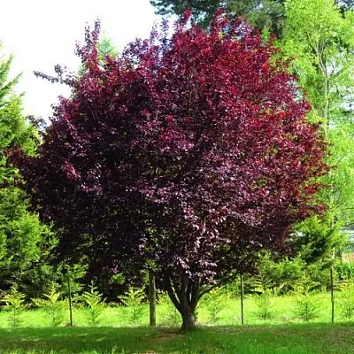 Слива НИГРА растопыреная  в Новокузнецке