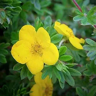 Лапчатка ГОЛДСТАР кустарниковая в Новокузнецке