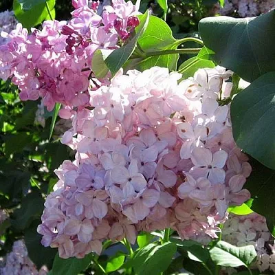 Сирень ГОРТЕНЗИЯ  Сирень ГОРТЕНЗИЯ в Новокузнецке