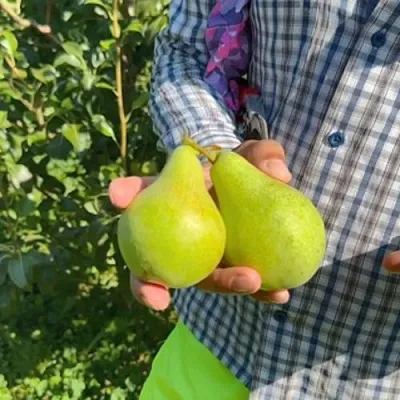 Груша ЗАРЕЧНАЯ КОМПАКТНАЯ  Груша ЗАРЕЧНАЯ КОМПАКТНАЯ в Новокузнецке