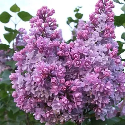 Сирень КОЛХОЗНИЦА  Сирень КОЛХОЗНИЦА в Новокузнецке