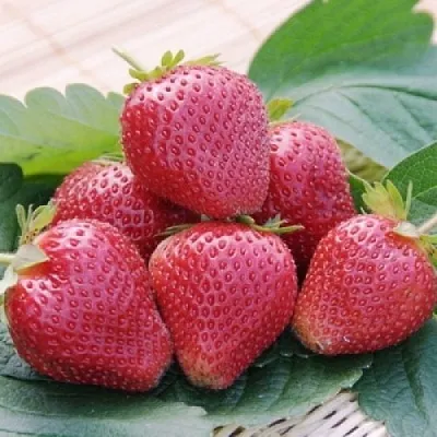 Клубника ВИМА КСИМА  Клубника ВИМА КСИМА в Новокузнецке