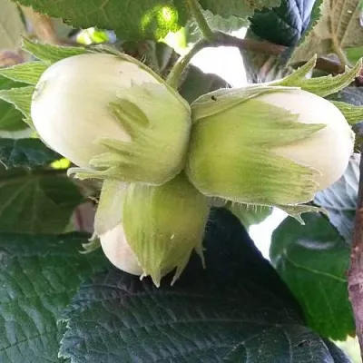 Фундук ЮННАТ в Новокузнецке