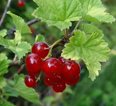 Смородина альпийская ШМИДТ в Новокузнецке