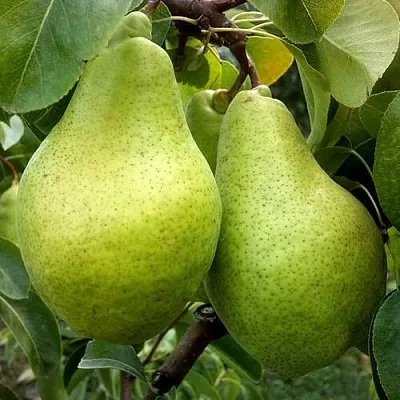 Груша НОЯБРЬСКАЯ ЗИМНЯЯ  Груша НОЯБРЬСКАЯ ЗИМНЯЯ в Новокузнецке