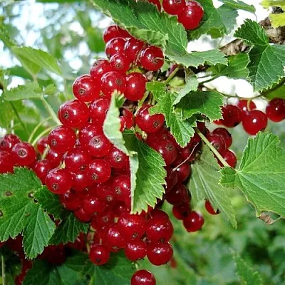 Смородина красная ГОЛЛАНДСКАЯ КРАСНАЯ в Новокузнецке