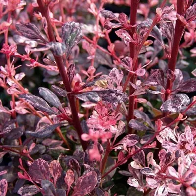 Барбарис АРЛЕКИН тунберга  Барбарис АРЛЕКИН тунберга в Новокузнецке