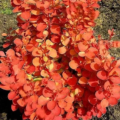 Барбарис ОРАНЖ ФАЙЕР тунберга  Барбарис ОРАНЖ ФАЙЕР тунберга в Новокузнецке