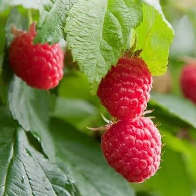 Малина МАРАВИЛЛА  Малина МАРАВИЛЛА в Новокузнецке