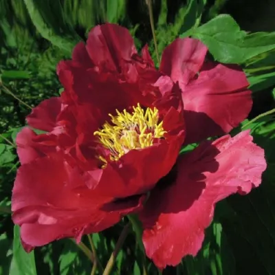 Пион КРАСНЫЙ ЛОТОС древовидный в Новокузнецке