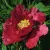 Пион КРАСНЫЙ ЛОТОС древовидный — описание сорта Пион КРАСНЫЙ ЛОТОС древовидный в Новокузнецке