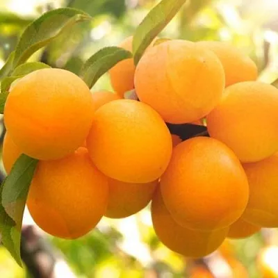 Слива МАРА в Новокузнецке