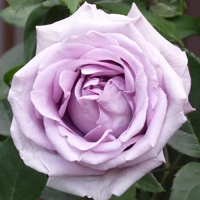 Саженцы роз ИНДИГОЛЕТТА плетистая  Саженцы роз ИНДИГОЛЕТТА плетистая в Новокузнецке